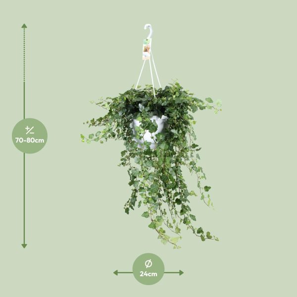 Hedera Helix Wonder ↨70cm-ø24cm - Afbeelding 2