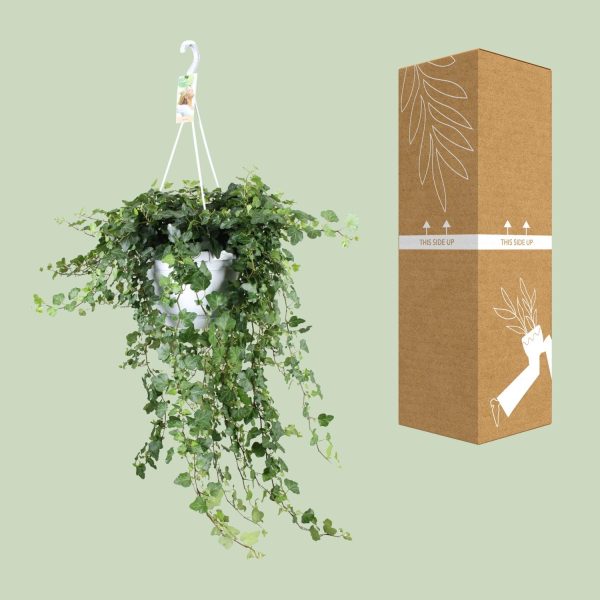 Hedera Helix Wonder ↨70cm-ø24cm - Afbeelding 3