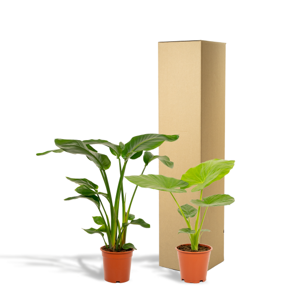 Strelitzia nicolai en Alocasia in terracotta pot naast kartonnen verzenddoos