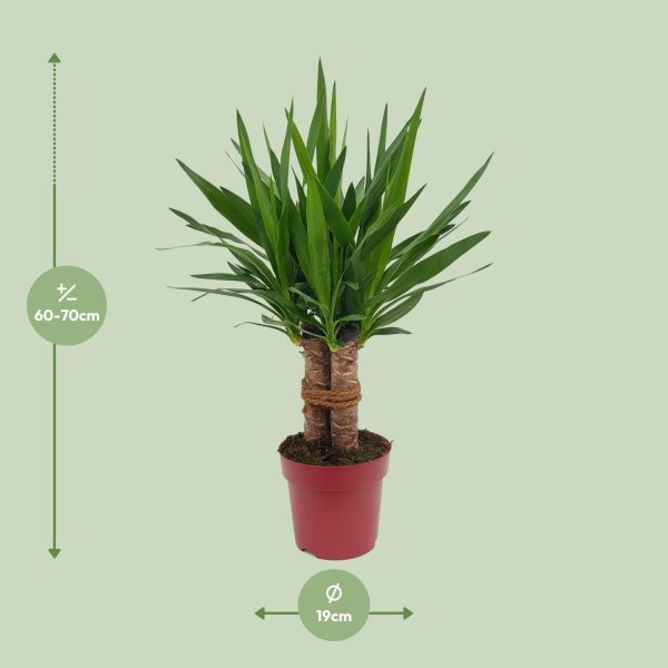 Yucca Tres Canas ↨70cm-ø19cm - Afbeelding 2