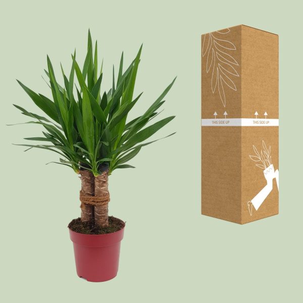 Yucca Tres Canas ↨70cm-ø19cm - Afbeelding 3