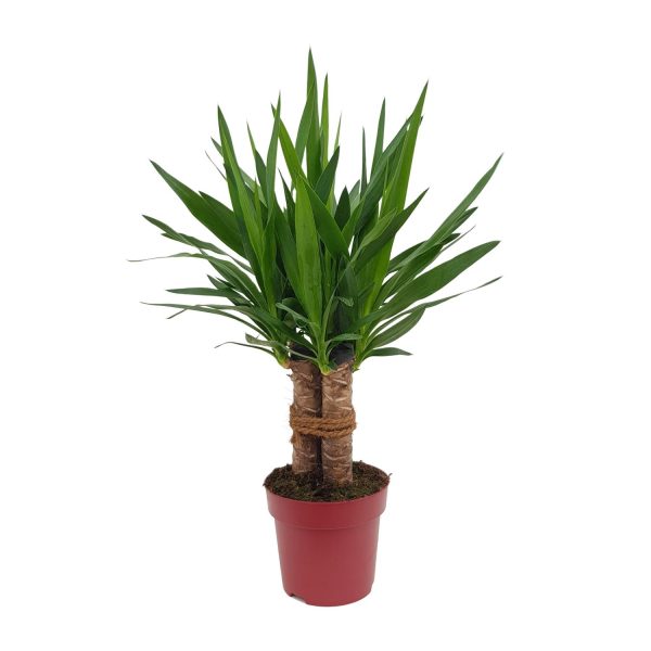 Yucca Tres Canas ↨70cm-ø19cm - Afbeelding 5