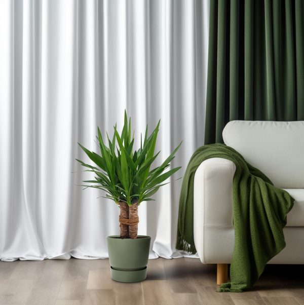 Yucca Tres Canas ↨70cm-ø19cm - Afbeelding 6