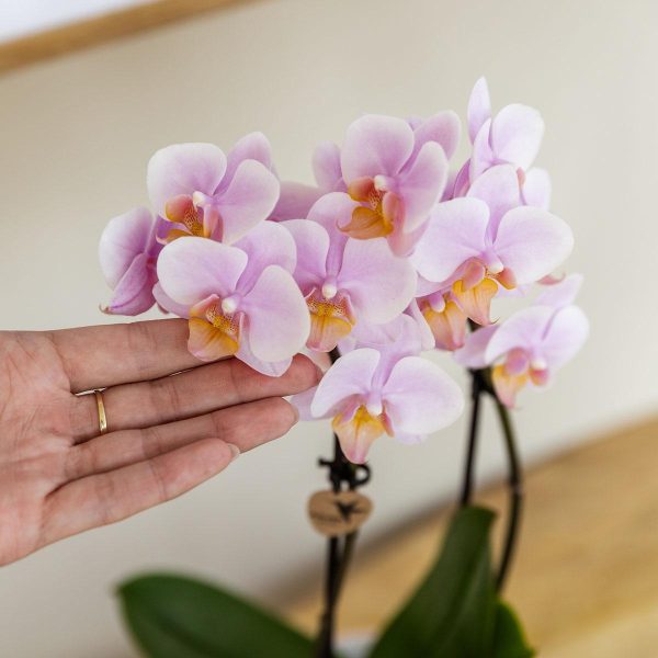 Roze phalaenopsis orchidee - Andorra - Ø9cm - Afbeelding 2