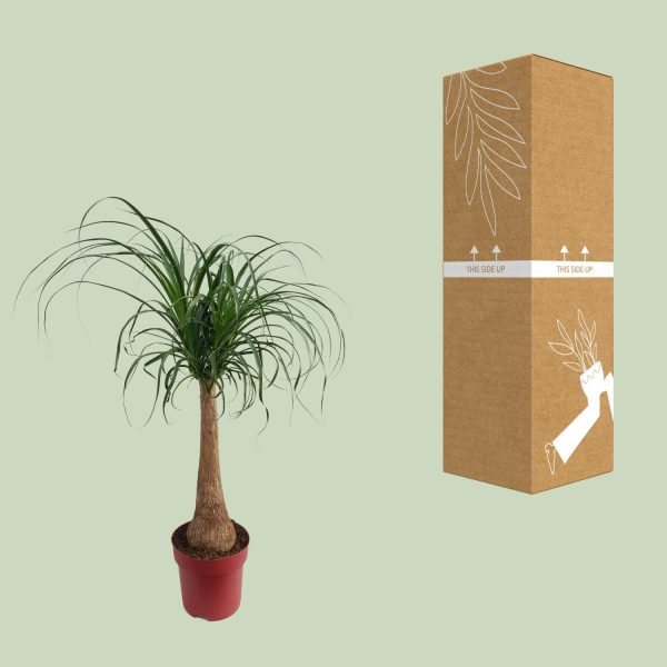 Beaucarnea Maya palm ↨110cm-ø27cm - Afbeelding 3