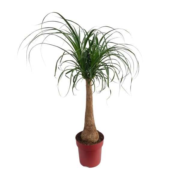 Beaucarnea Maya palm ↨110cm-ø27cm - Afbeelding 5
