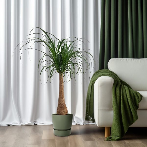 Beaucarnea Maya palm ↨110cm-ø27cm - Afbeelding 6
