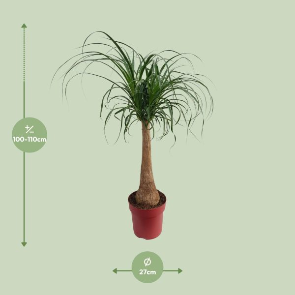 Beaucarnea Maya palm ↨110cm-ø27cm - Afbeelding 7