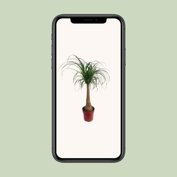 Beaucarnea Maya palm ↨110cm-ø27cm - Afbeelding 9