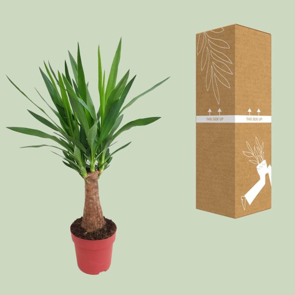 Yucca Maya Tree ↨80cm-ø19cm - Afbeelding 3