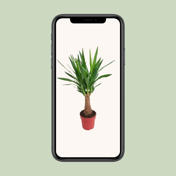 Yucca Maya Tree ↨80cm-ø19cm - Afbeelding 4