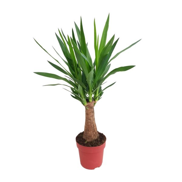 Yucca Maya Tree ↨80cm-ø19cm - Afbeelding 5