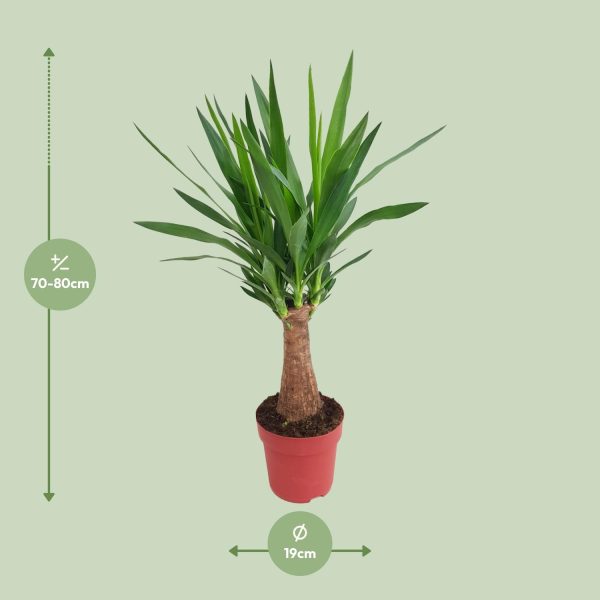 Yucca Maya Tree ↨80cm-ø19cm - Afbeelding 7
