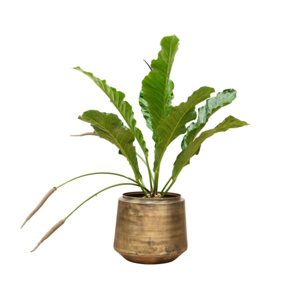 Anthurium Botanical King ↨100cm-ø35cm