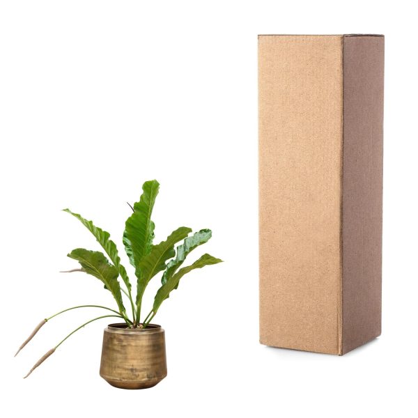 Anthurium Botanical King ↨100cm-ø35cm - Afbeelding 3
