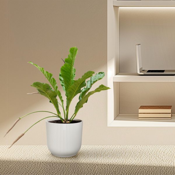 Anthurium Botanical King ↨100cm-ø35cm - Afbeelding 4