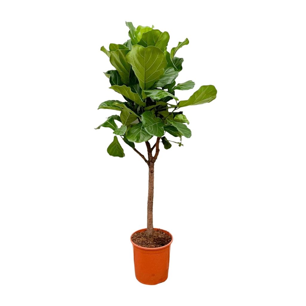Statige Ficus lyrata met grote groene bladeren op slanke stam in pot