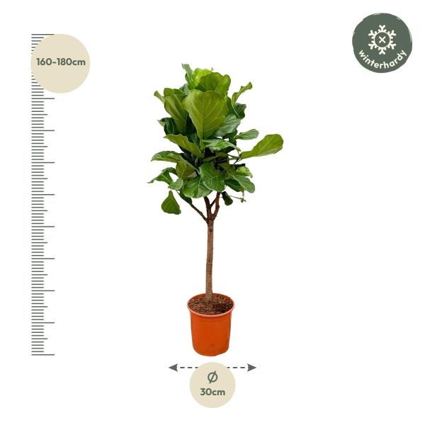 Ficus lyrata boompje met grote groene bladeren in pot (160-180cm)
