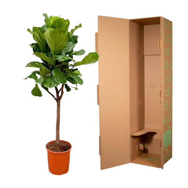 Ficus lyrata (vioolplant) met grote glanzende bladeren in pot