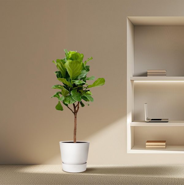 Ficus lyrata in witte pot, statige kamerplant met grote glasgroene bladeren.