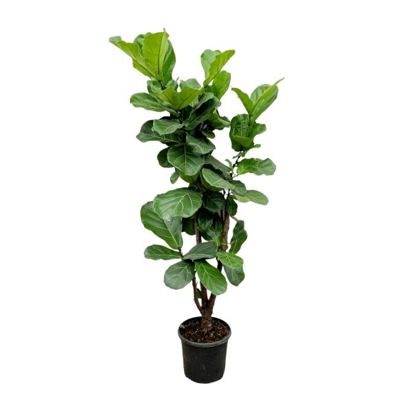 Ficus Lyrata vertakt ↨180cm-ø30cm