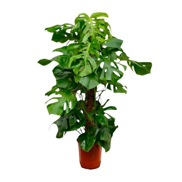 Monstera deliciosa ↨150cm-ø27cm