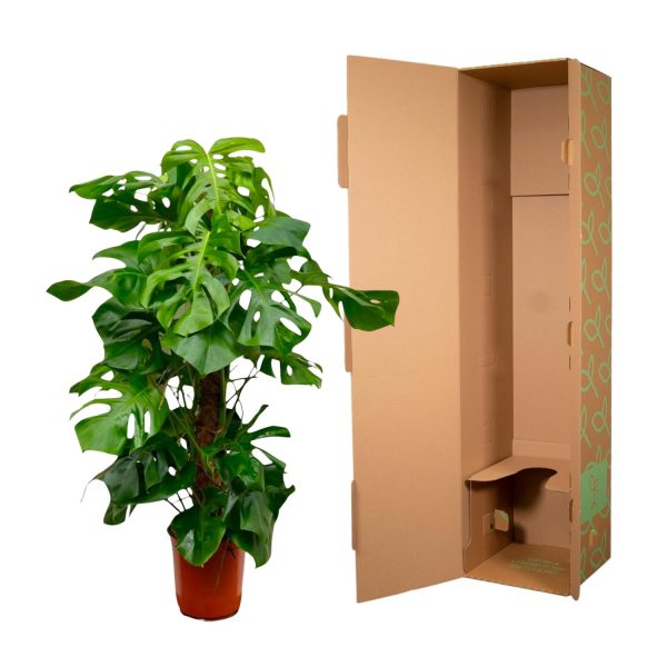 Monstera deliciosa ↨150cm-ø27cm - Afbeelding 3