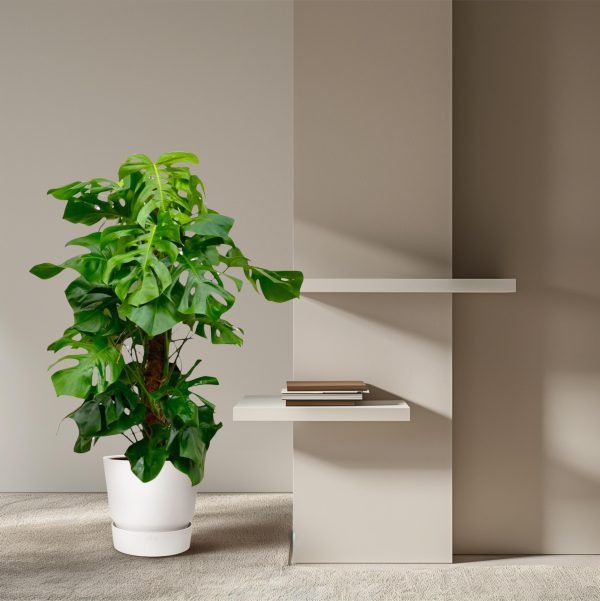 Monstera deliciosa ↨150cm-ø27cm - Afbeelding 4