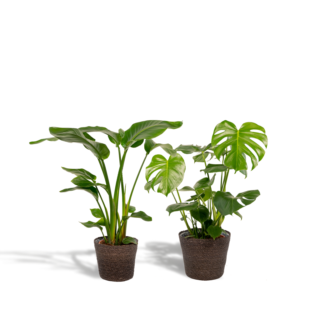 Twee potplanten: Strelitzia en Monstera deliciosa met glanzende groene bladeren