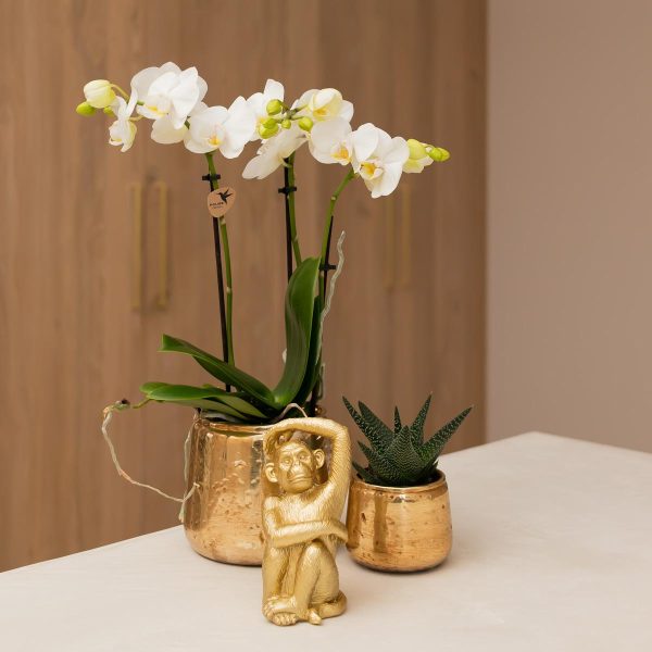 Witte Phalaenopsis orchidee - Amabilis - Ø9cm - Afbeelding 5