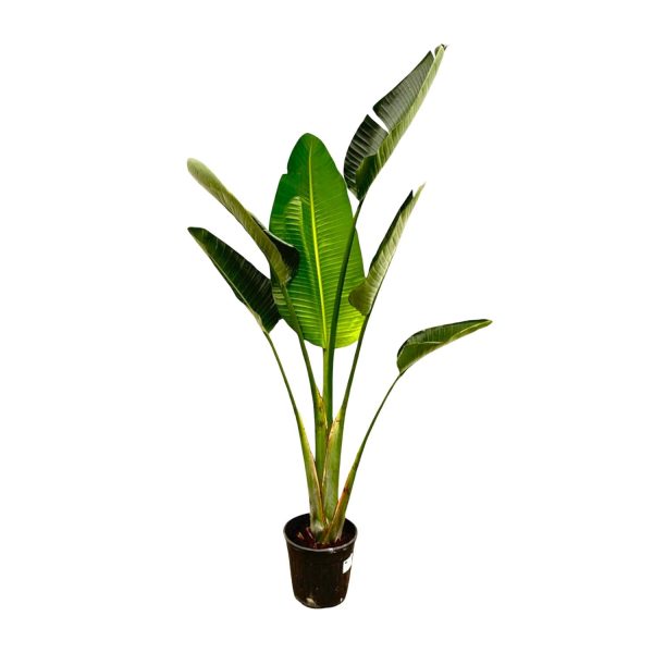 Strelitzia Augusta ↨180cm-ø30cm
