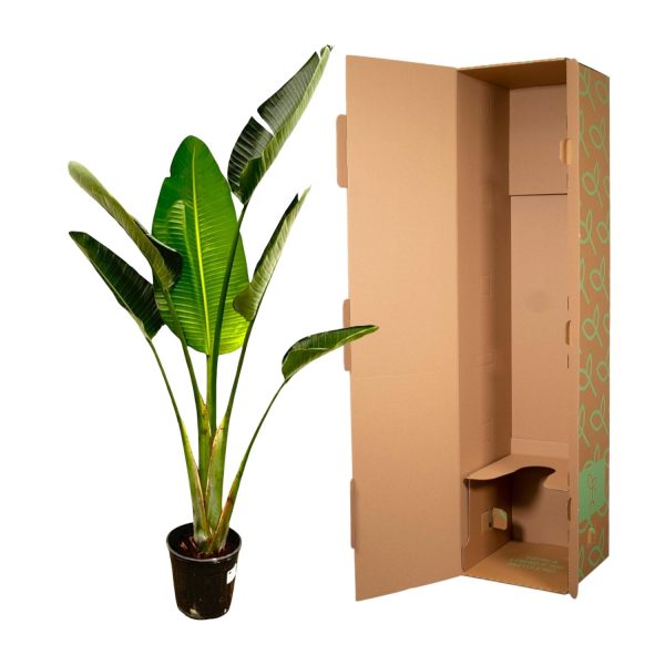 Strelitzia Augusta ↨180cm-ø30cm - Afbeelding 3