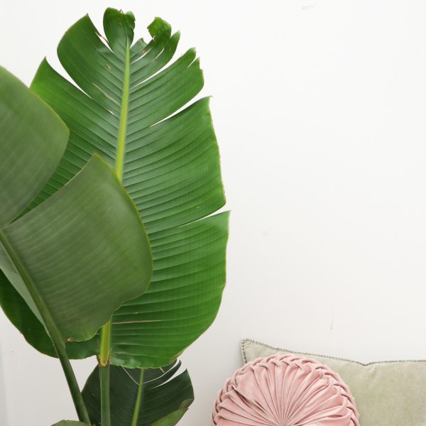 Strelitzia Augusta ↨180cm-ø30cm - Afbeelding 5