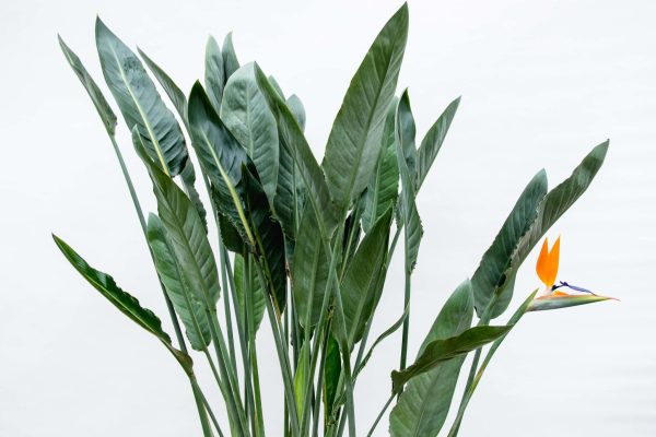 Strelitzia Reginae ↨160cm-ø30cm - Afbeelding 3