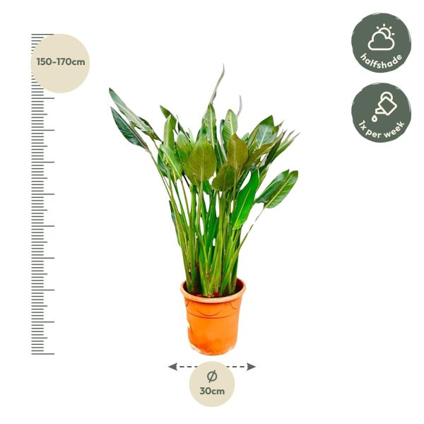 Strelitzia Reginae ↨160cm-ø30cm - Afbeelding 4