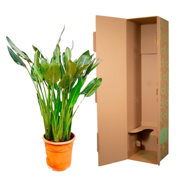 Strelitzia Reginae ↨160cm-ø30cm - Afbeelding 5