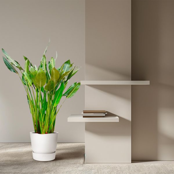 Strelitzia Reginae ↨160cm-ø30cm - Afbeelding 6