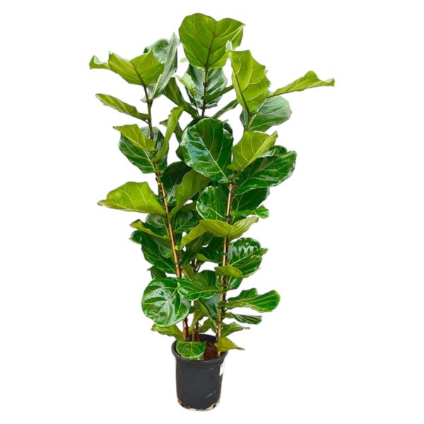 Ficus Lyrata Struik ↨160cm-ø30cm