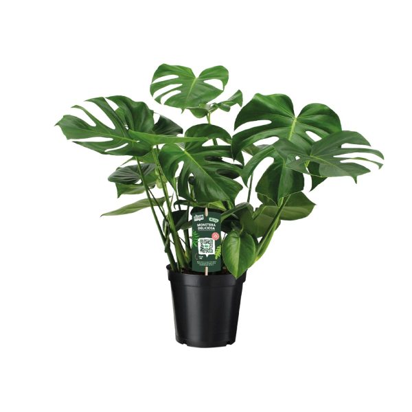 Monstera Deliciosa ↨65cm-⌀21cm