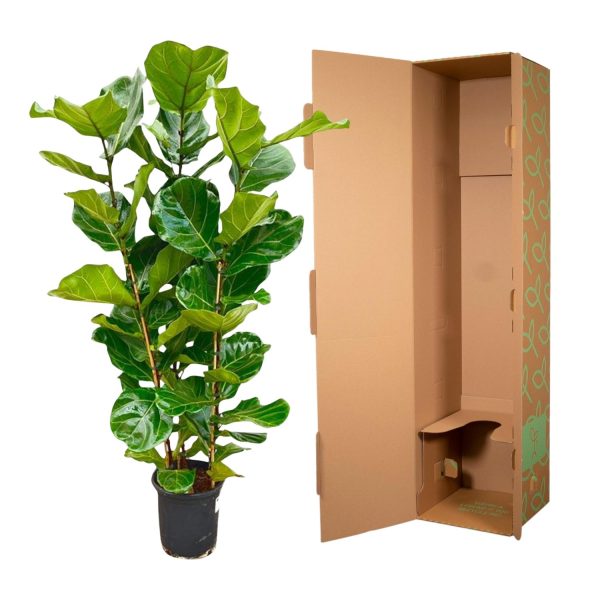 Ficus Lyrata Struik ↨160cm-ø30cm - Afbeelding 3