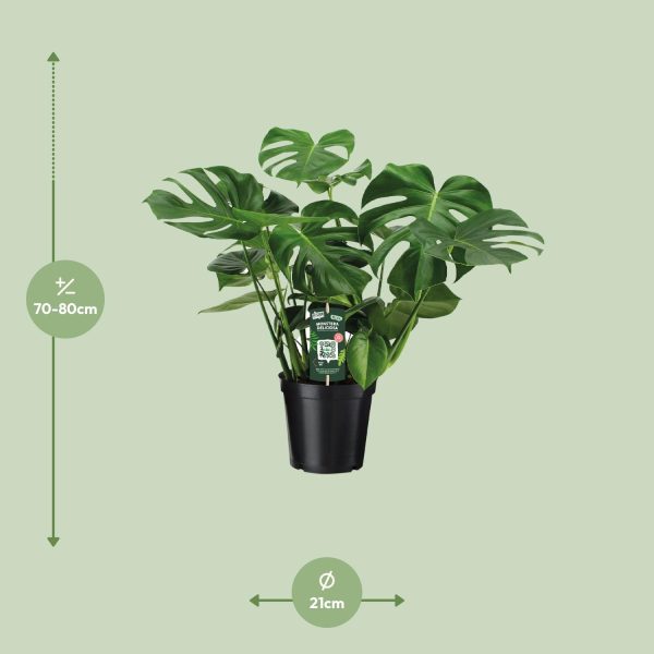 Monstera Deliciosa ↨65cm-⌀21cm - Afbeelding 2