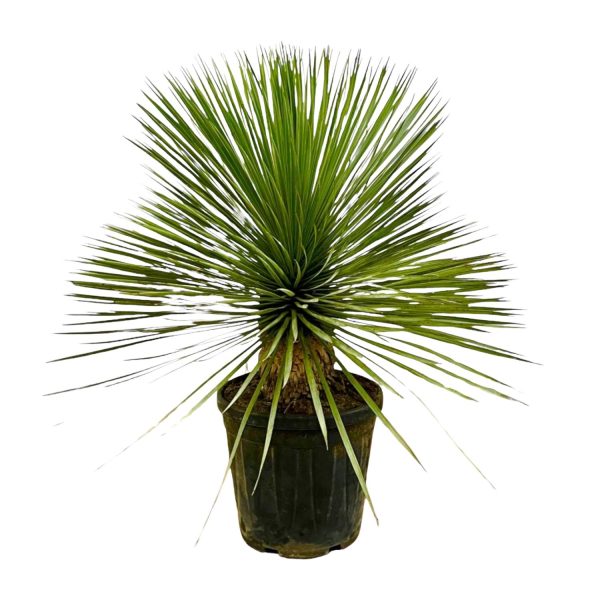 Yucca Rostrata ↨70cm-ø27cm - Afbeelding 2