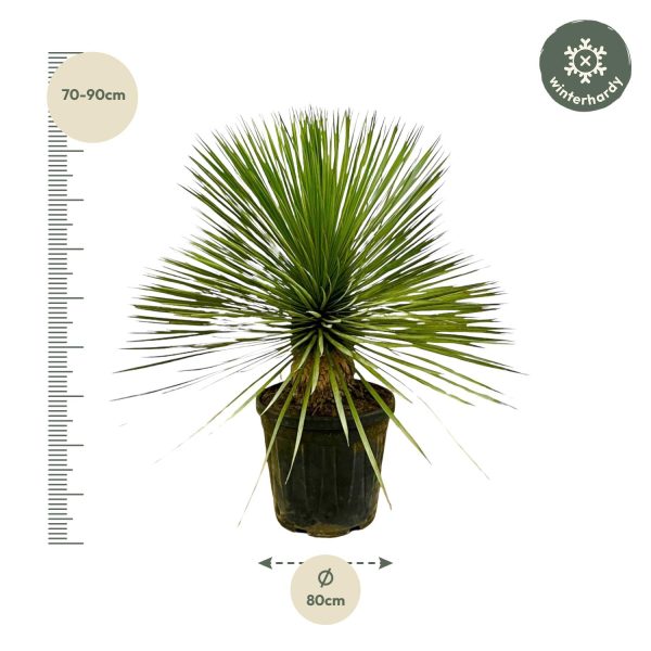 Yucca Rostrata ↨70cm-ø27cm - Afbeelding 3