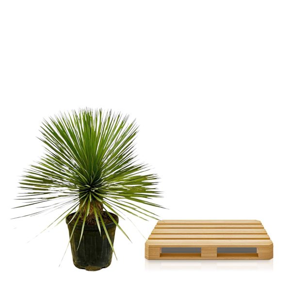Yucca Rostrata ↨70cm-ø27cm - Afbeelding 4