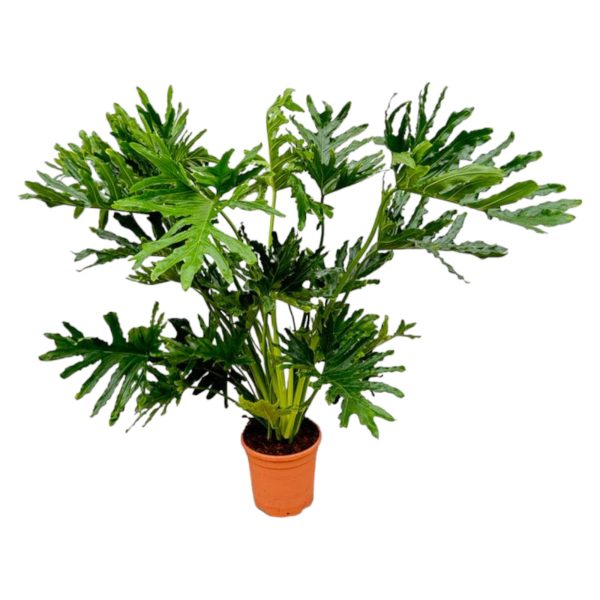 Philodendron Selloum ↨150cm-ø30cm