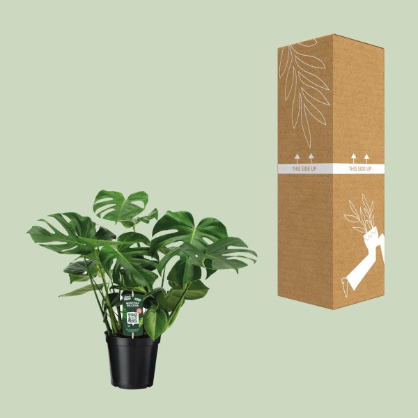 Monstera Deliciosa ↨65cm-⌀21cm - Afbeelding 3