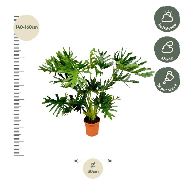 Philodendron Selloum ↨150cm-ø30cm - Afbeelding 2