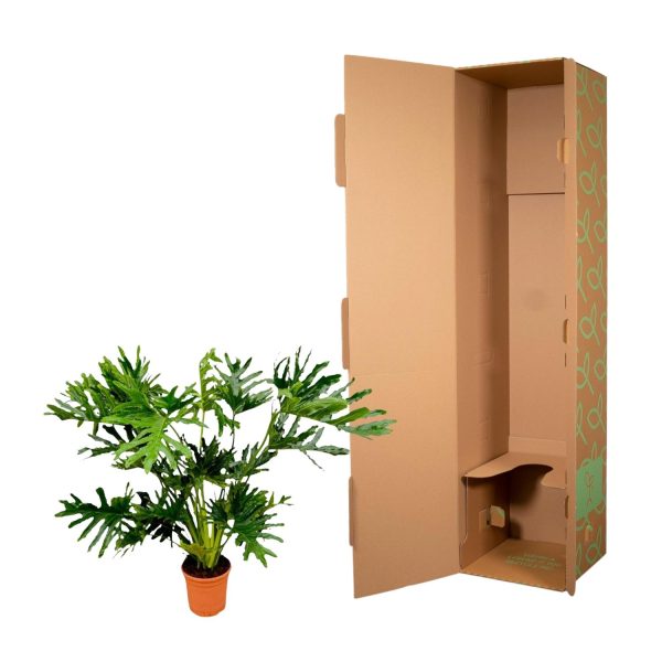 Philodendron Selloum ↨150cm-ø30cm - Afbeelding 3