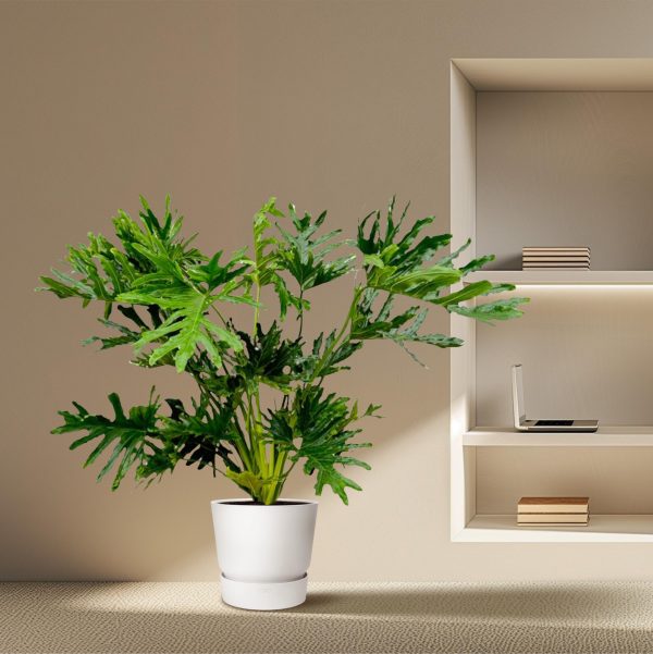 Philodendron Selloum ↨150cm-ø30cm - Afbeelding 4