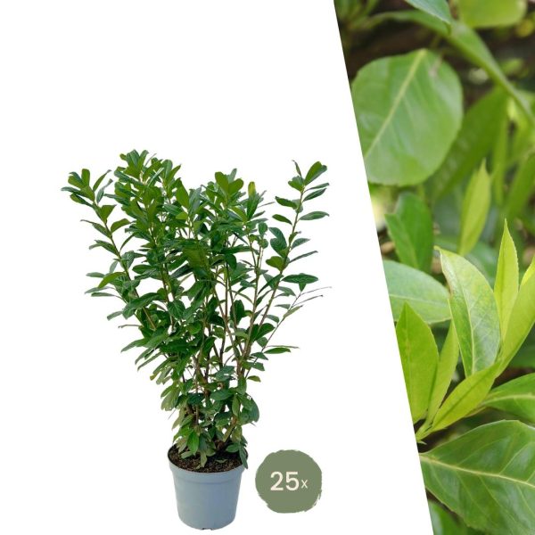 Grote laurierkers Novita ↨100cm-ø12cm